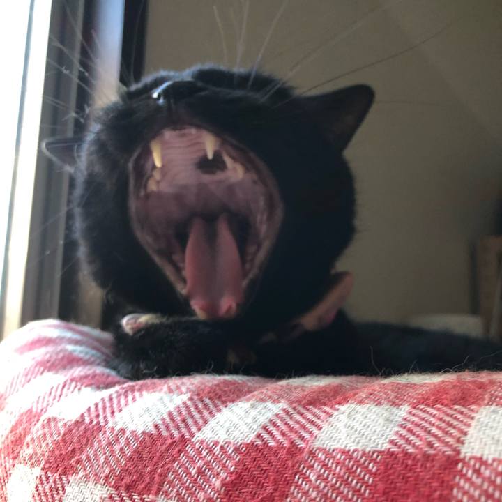 19a3e2d3 4f68 40d8 8f6d ef799e7c454f 1597701425452