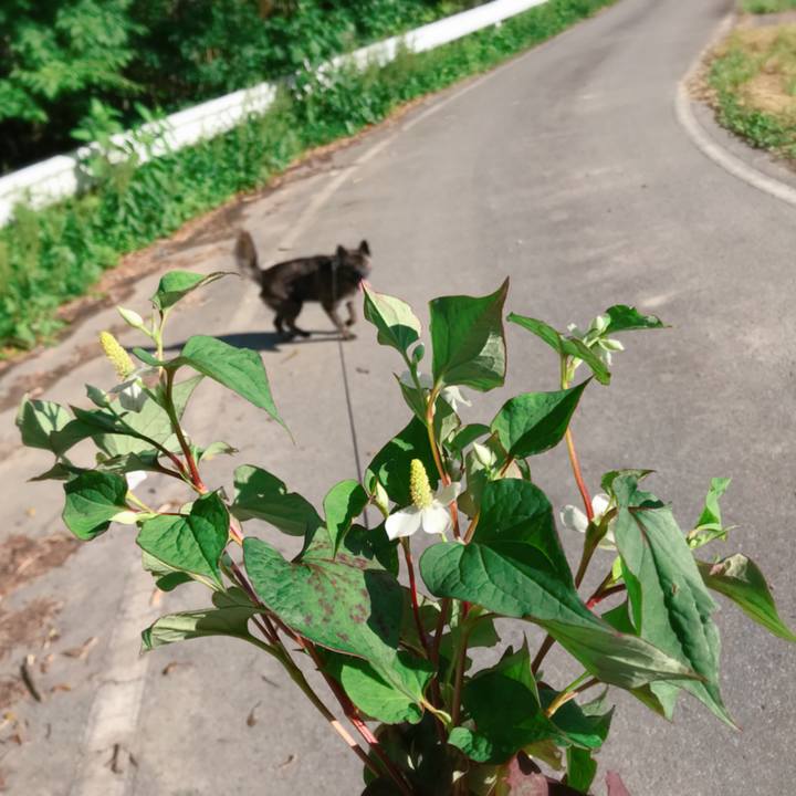 19a438bf c546 4f4f 991c 1330553323fe 1529636446306