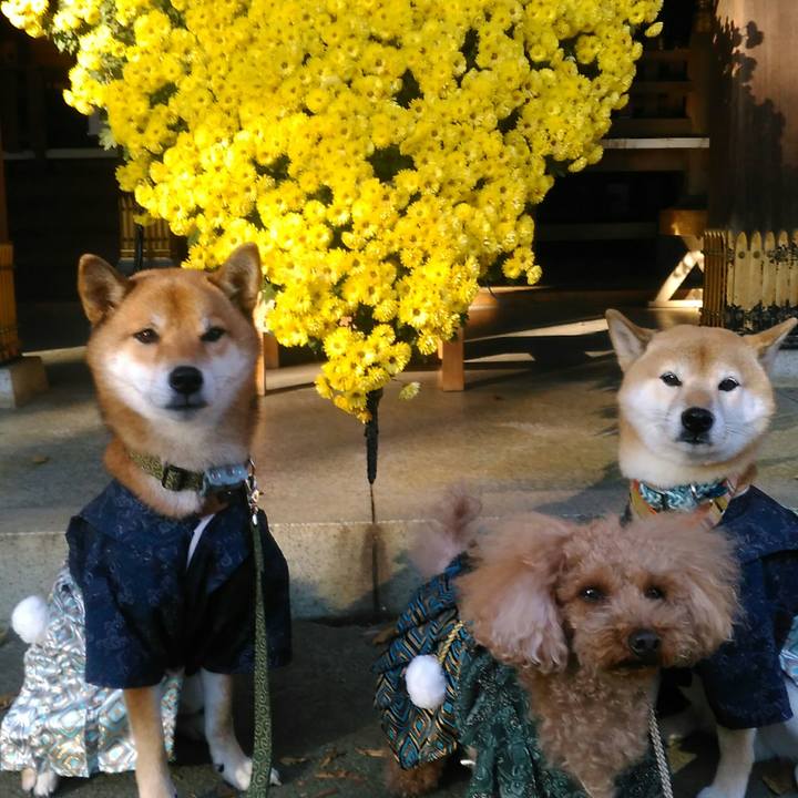 19a6788f 433e 43c3 bb53 297ff9f2149b 1510905952532