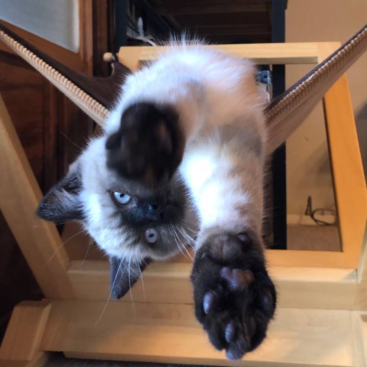 19a6f3a2 8d3c 4c51 8ff2 36bfbcda3644 1589261631402