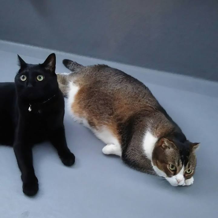 19acabc2 c86c 4539 b086 8fdf125f2e50 1527242477507