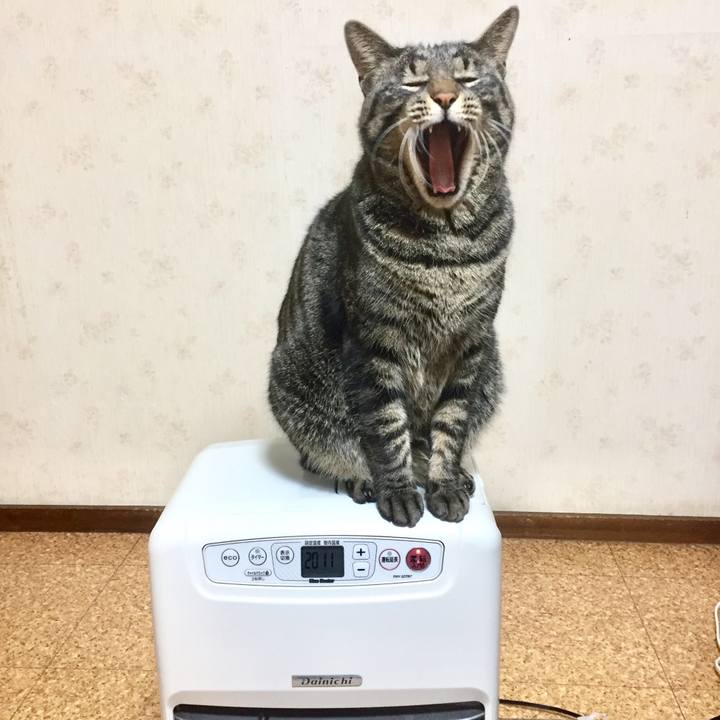 19ad00e8 7016 4af7 9609 8d6ee7acf9d0 1547623320024