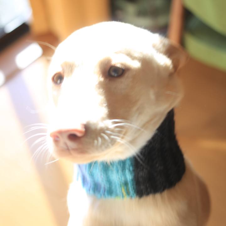 19afc912 56a1 4d8b 9592 d6f6037cf255 1513607010418