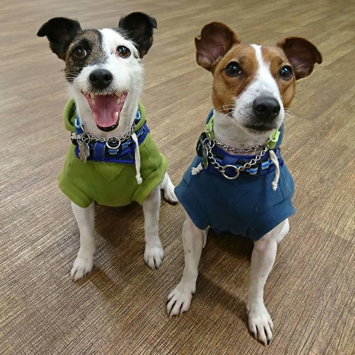 19b0f418 2bc8 4da1 b13f 9f36c42db206 1548479193574