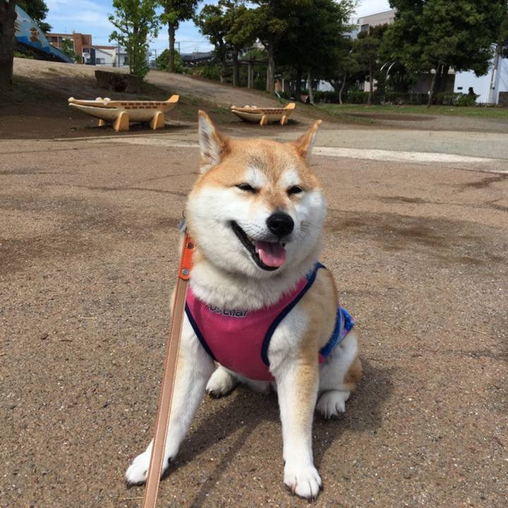 19b4395f fc68 458c a40a 784d1c0b1f7c 1558489228973