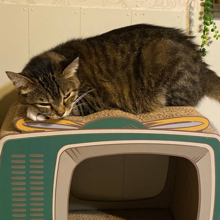 19b70784 596c 4515 8582 232636f46a95 1633518170421