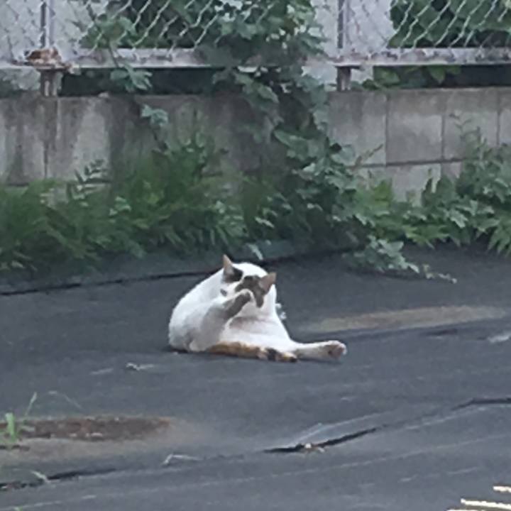 19babeda 411c 4c6b b1e5 f9106e445954 1532173424481