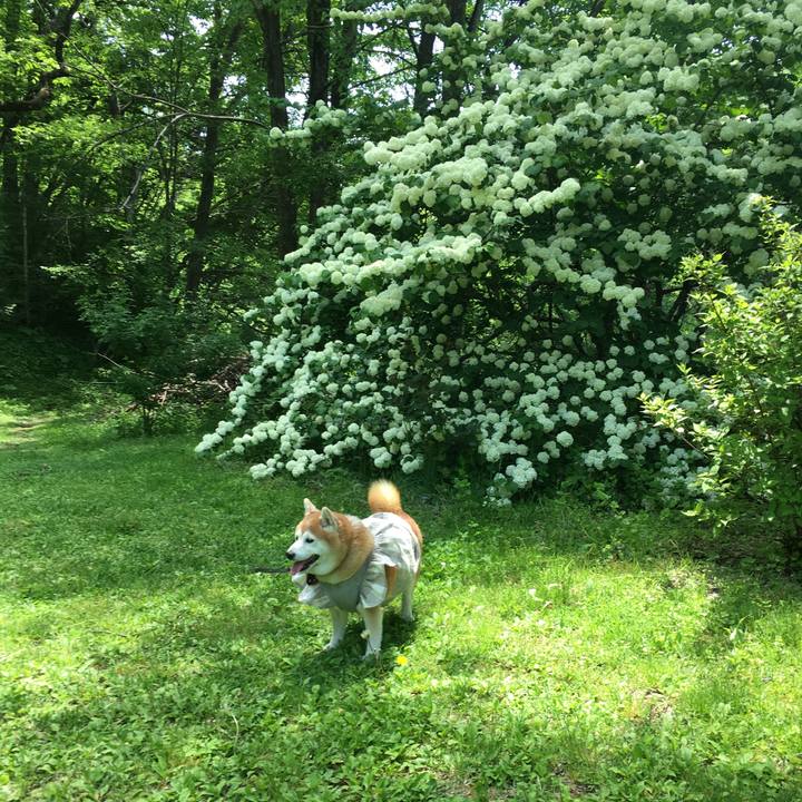 19bd4902 4502 4885 accf b3659e736dc1 1561095610980