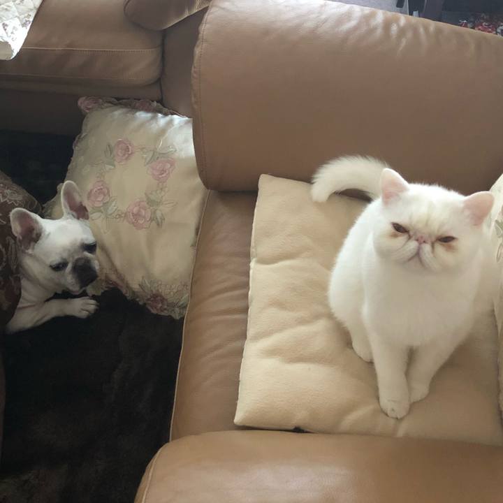 19be35fd 0f0a 408c bb71 e712b6de9fef 1577436816860