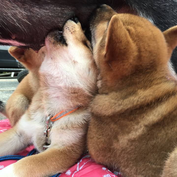 19c2c038 571b 41a6 b96e 66b1d4738995 1535752886414