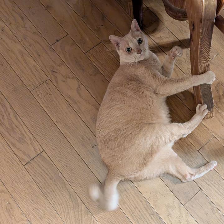 19c514bf 88ea 45aa 9578 05eaf1be5f62 1776553030757