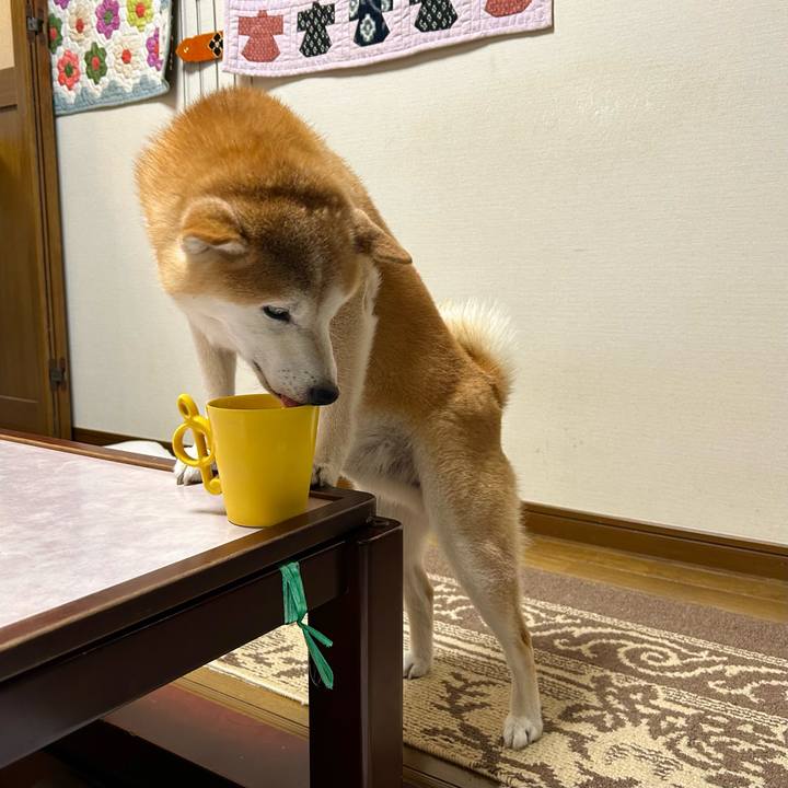 19c8279e d90d 4168 abae 1bb81672d2db 1723543468556