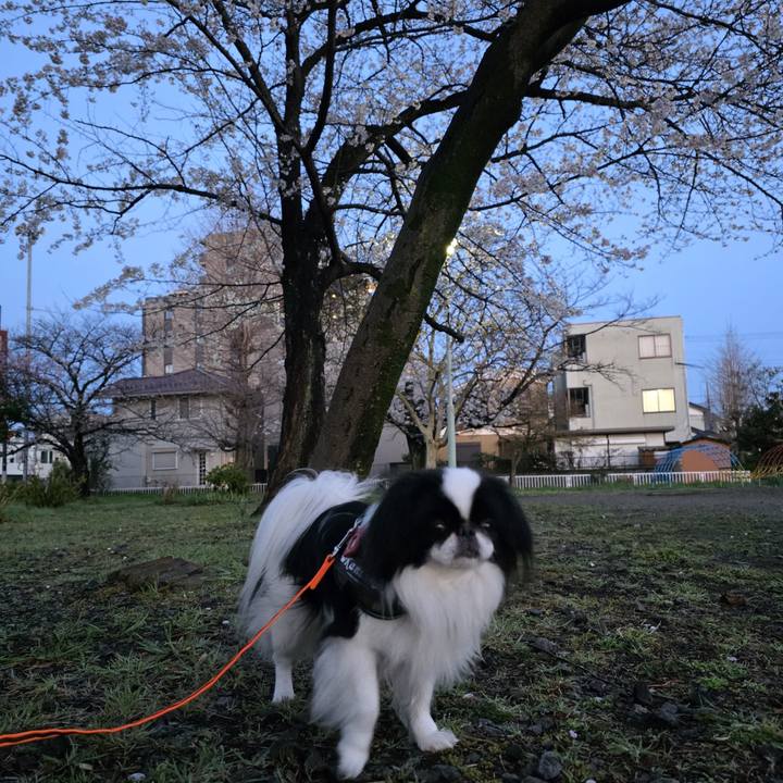 19c86b26 cf2b 4944 af7c df146016d731 1743714514956