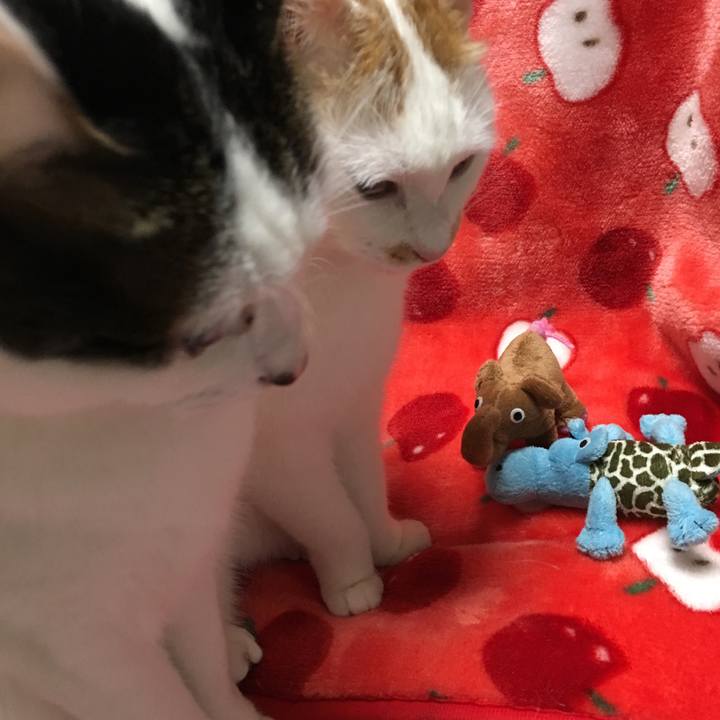 19c9b481 f472 49df 8141 607655c80056 1515227084106