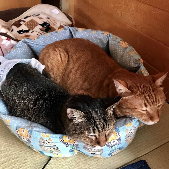 19cb8b48 06ef 4d41 880a d5789224480c 1539056723316