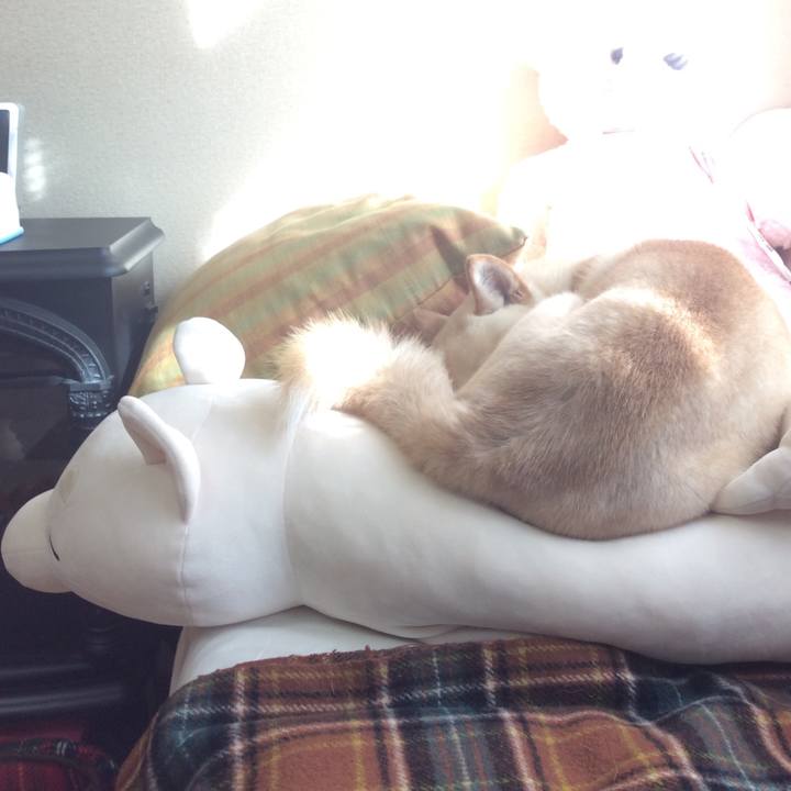 19cf4dd1 52a0 4a65 af5b 8d3d96a642cb 1513341000702