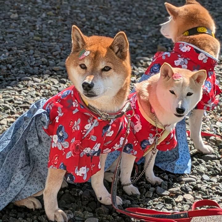 19d7de8e 7352 4736 b5d6 e184dc26d90c 1740325521943