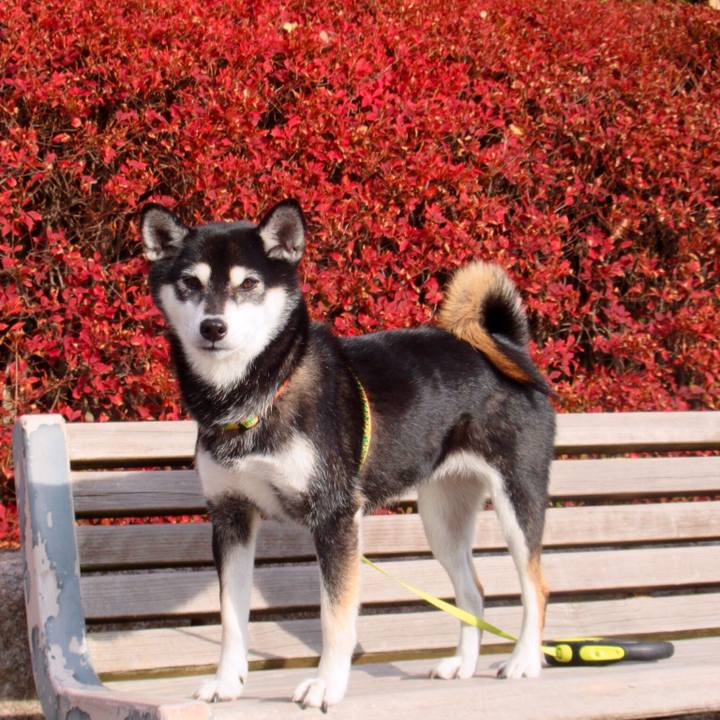 19d8eefc 1b43 44fc 96b9 c86e6aecc493 1573958345826