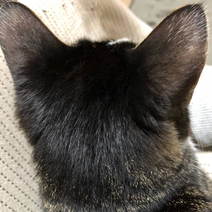 19da7933 62ac 4b0b bc86 ddea02e22a3b 1523058309118