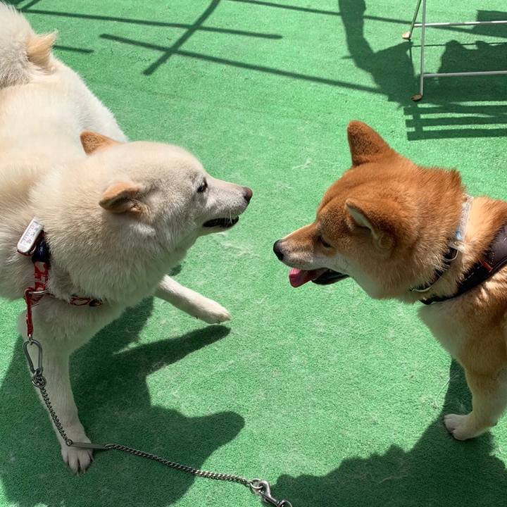 19de7420 b8ca 4838 b6de f84a228bb795 1558354191250