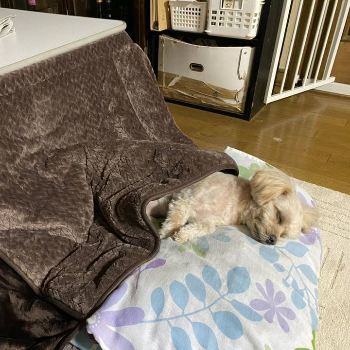 19dfbc15 0b1a 4327 b502 1442b3cc9b79 1604240375374