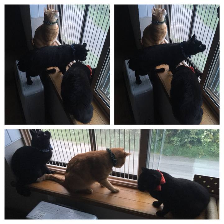 19dfee25 cc31 4162 88e9 f833c048ee6c 1537140875113