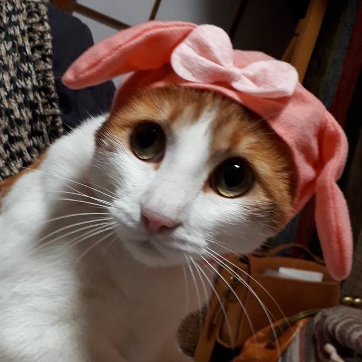 19e02d1f b540 4a96 bf9c b0c884b48264 1523184834454