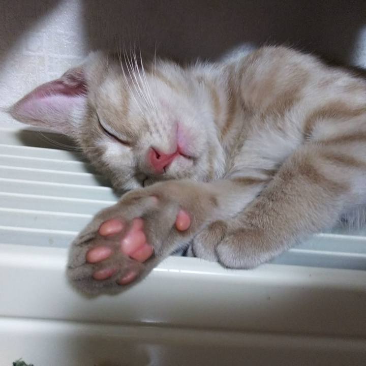 19e06849 06c3 444c b284 b849c17353eb 1541071675859