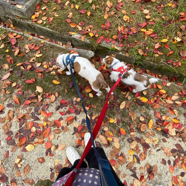 19e2e72c 50eb 4598 a6f1 dfefdf6713c1 1668305863790