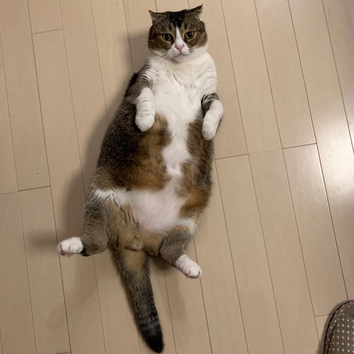 19e36afe f6a6 4ebd b4b8 64c58dc88bdc 1573646277486