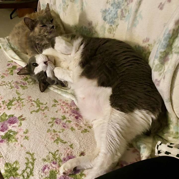 19e70afe e507 4f40 9392 44b92c2875fe 1758547719065