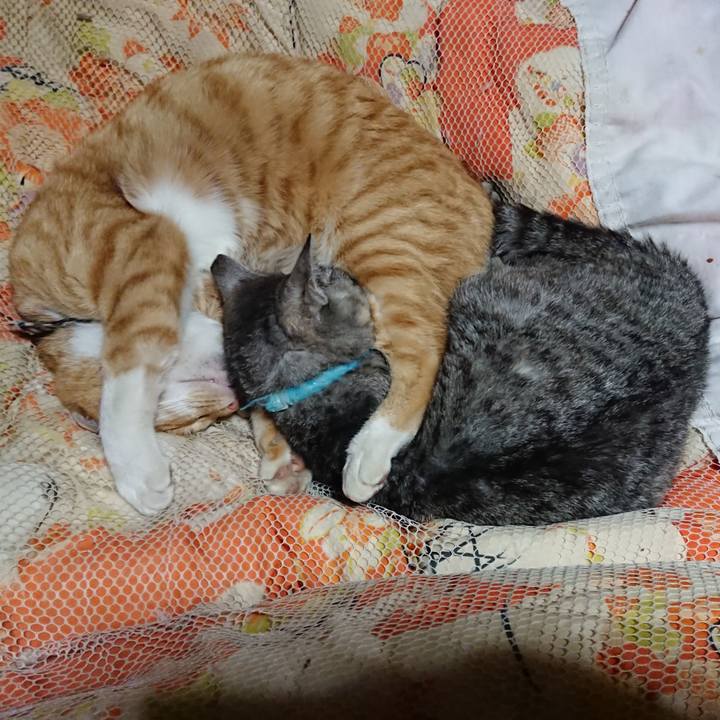 19e8706a acd3 45ca 9bde 6d033e0b4e76 1573563950406