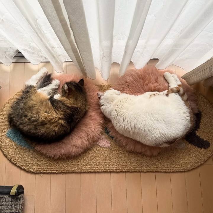 19e902e7 2bfb 48b1 8366 778fb327e02c 1762006006711