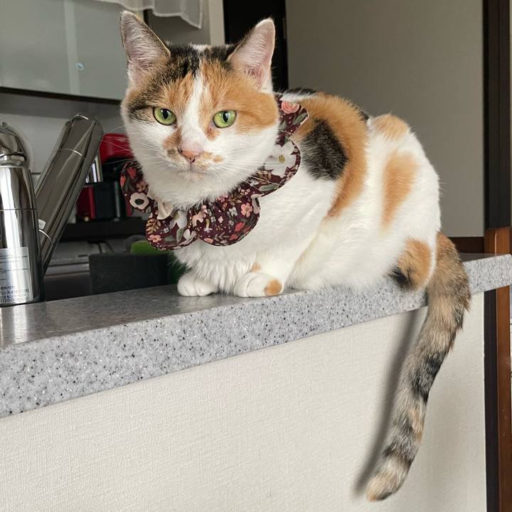 19f075bb 854a 482e b350 8c23764e7387 1760484983454