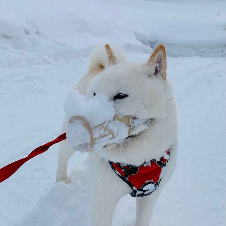 19f0e800 df9c 494f a0fb be208e8e217d 1612926267892