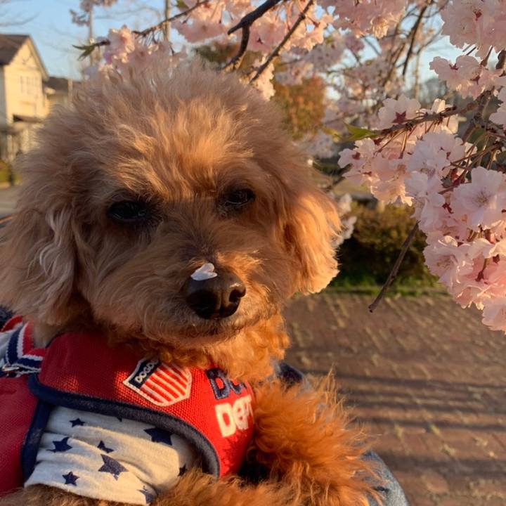 19f12175 b6d2 4899 836c a3bc298cf974 1618203814723