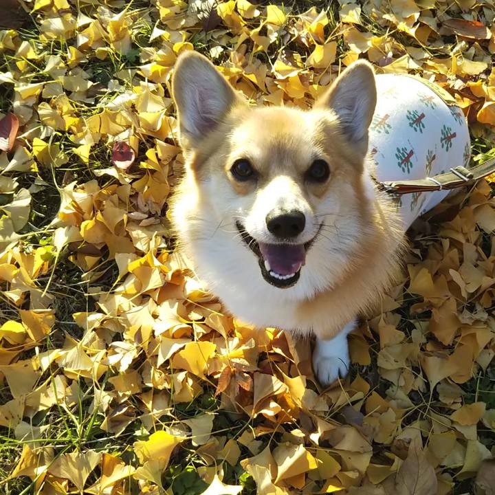 19f2107b a70e 411d 87d4 73d7461edd88 1543131404047