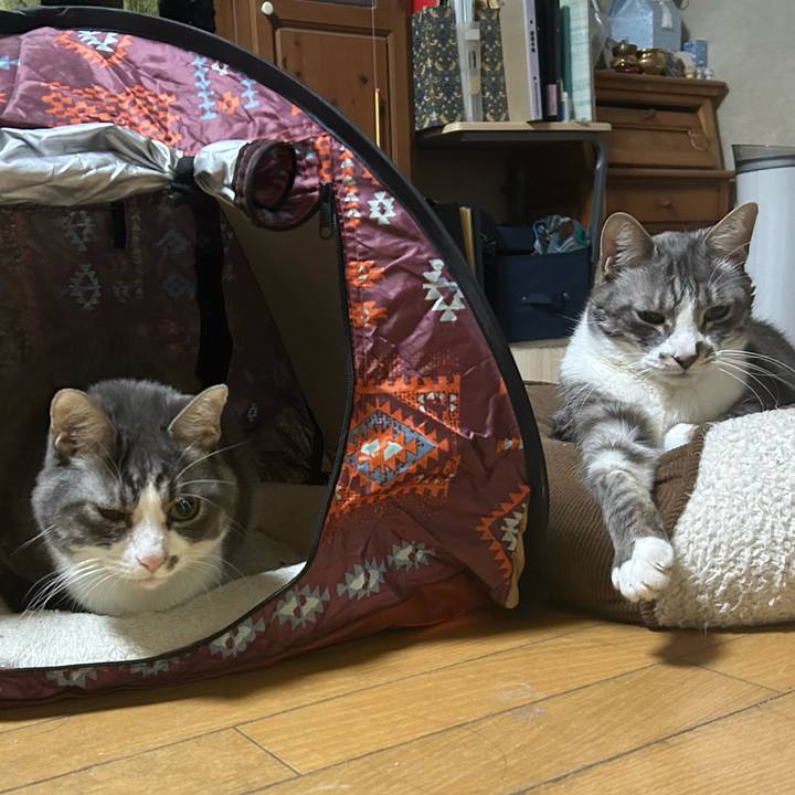 19f6d47e dc17 4799 b5ee 1604680df77f 1770250580072