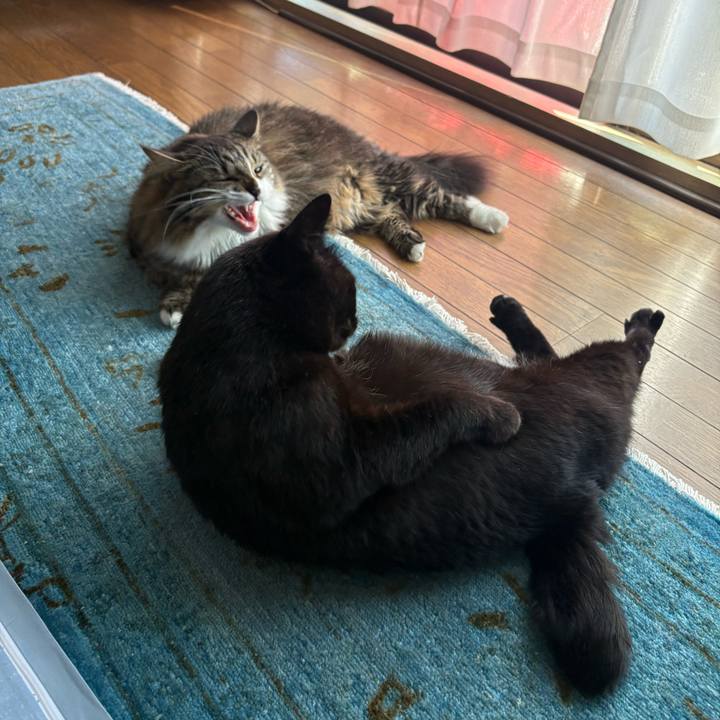 19f88191 f619 41b9 9f59 8153abf43e91 1760519472016