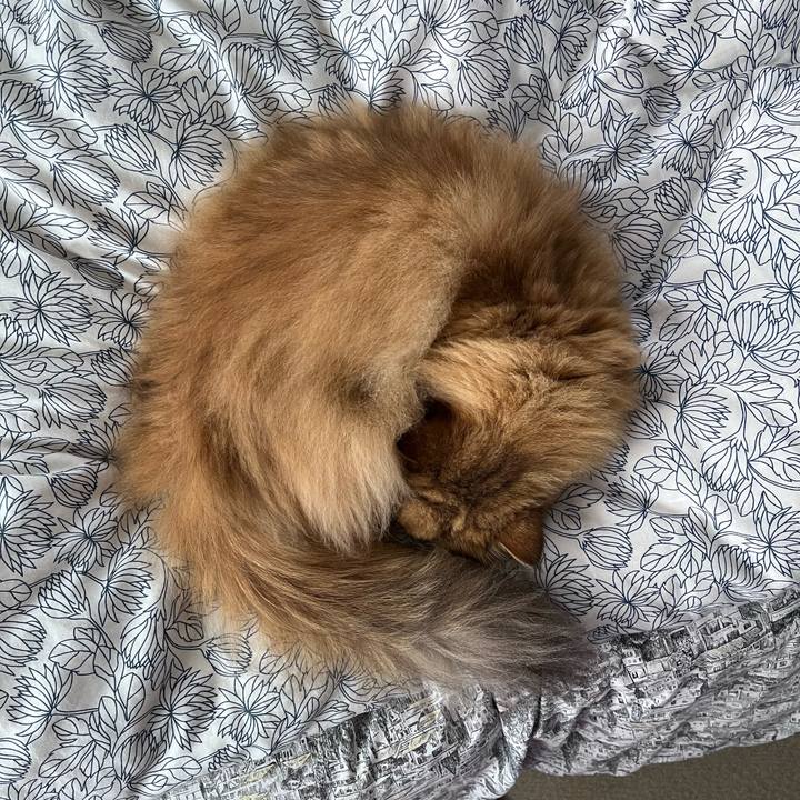 1a00e4f5 bf74 42f7 8728 40d772afe4e1 1671104340265