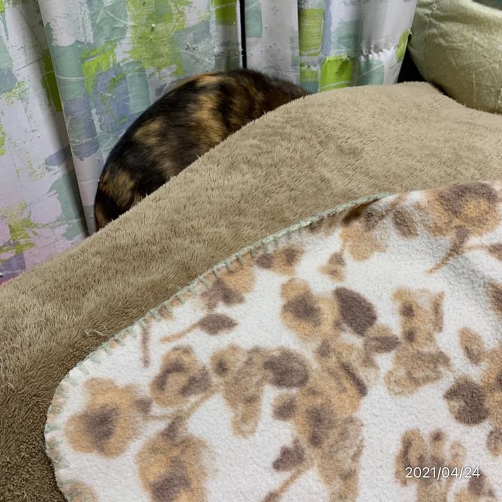 1a0350b3 5861 4515 9c5f a69be5ce2d95 1619264772370