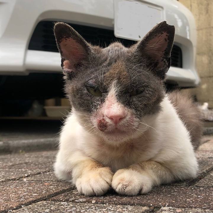 1a04ba36 f5c1 40ff aaa8 d1dc75428487 1589721140241