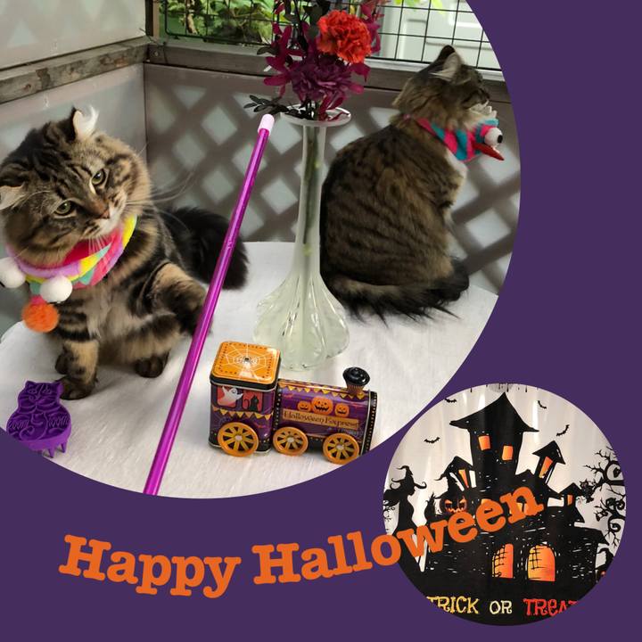 1a051acf 7448 48aa bda3 e431a1b1dbc7 1572502264424