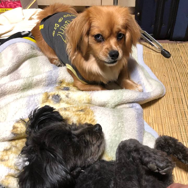 1a067a1d 020c 41fd 903a a7c7751bc1d0 1522411968005