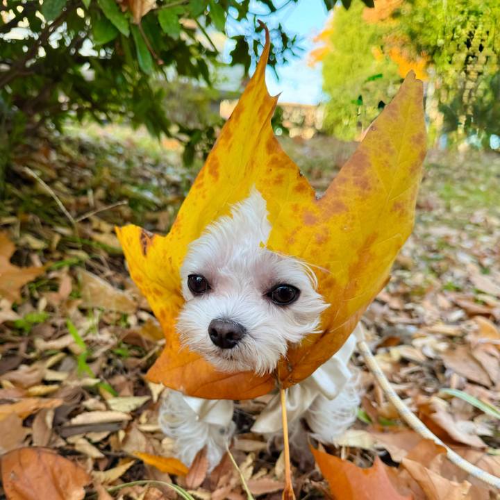 1a081c63 2f16 405c 8e19 b42f6d1b9a17 1763473353852