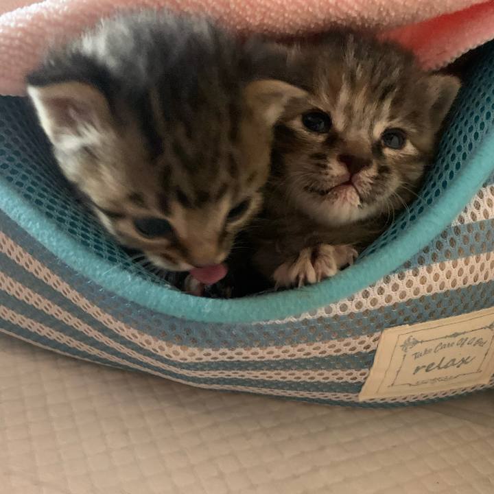 1a0a3fe1 bfee 4a13 96bc a6369ca24a7e 1587286322305