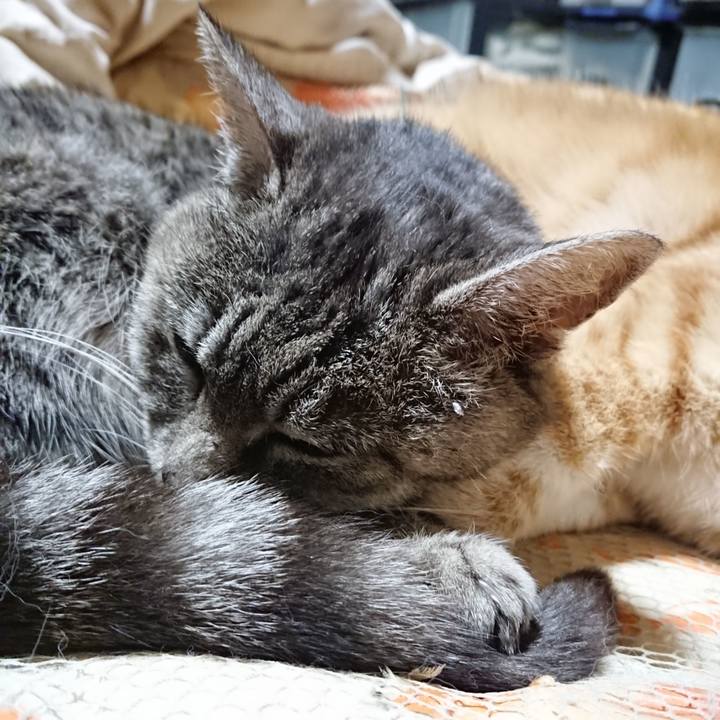 1a0b1b53 d7da 4504 84ff 5f3c8ededc18 1576930525404