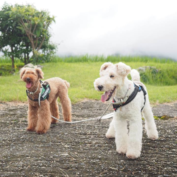 1a0ca9dc aa76 4423 bffc 15846e825356 1593877472182