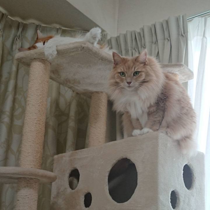 1a0cf248 10c8 422f 97ea 5d3c488a9ef3 1544761812048