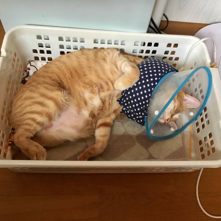 1a0e84cf 75b0 4e80 828d 24f0d3bee288 1525579461134